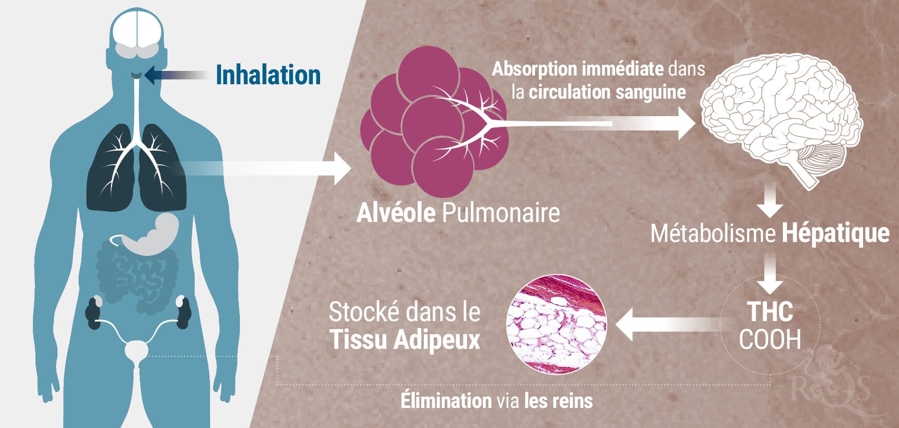Antibiotique Agit En Combien De Temps Combien de temps durent les effets du cannabis ? - RQS Blog